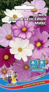 Космея Дварф сенсейшн микс Уральский Дачник