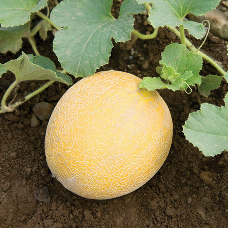 Дыня Идиллия, 50шт семян