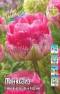 Tyulpan-Pinksajz-Tulipa-Pinksize-MAHROVYJ-POZDNIJ-11-12-1-sht