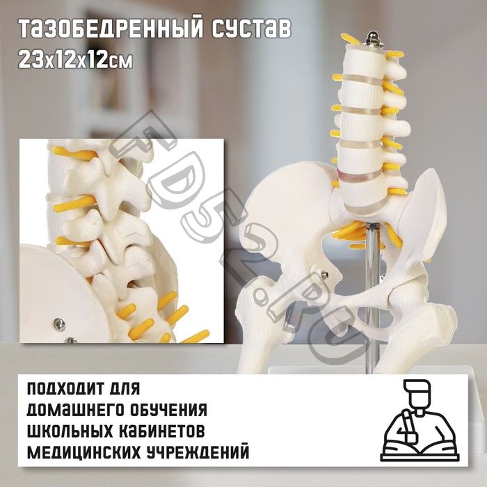 Макет "Поясничный отдел позвоночника, тазобедренный сустав" 23*12*12см