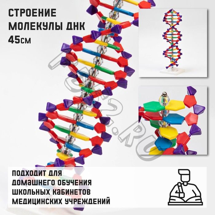 Макет "Строение молекулы ДНК", 45см