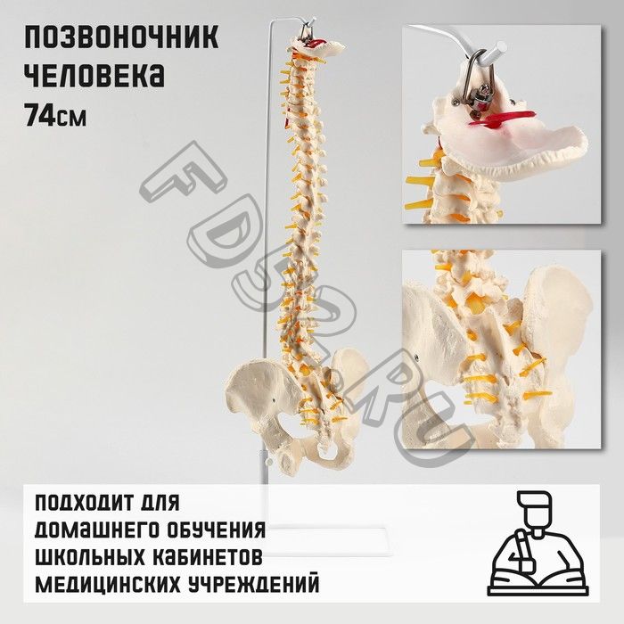 Макет "Позвоночник человека" 74см