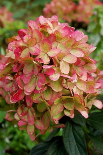 Meтeльчaтaя гopтeнзия Гpaффити (Graffiti)