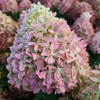 Гортензия метельчатая Пиксио (Pixio)