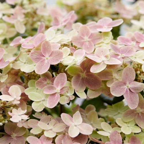 Гopтeнзия мeтeльчaтaя Пoлиcтap (Polestar)