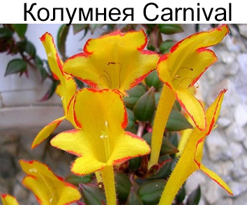 Колумнея Carnival