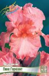 IRIS-GeRMANSKIJ-PINK-GORIZONT-PINK-HORIZON-1-sht