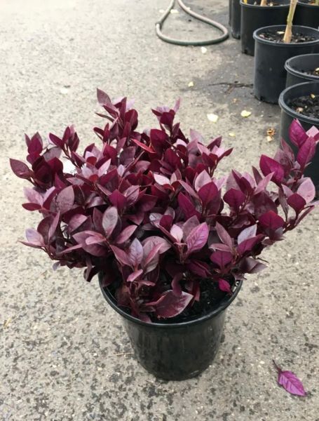 Альтернантера