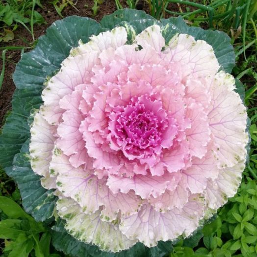 Капуста декоративная (Brassica oleraceae) Osaka Pink Bicolour, 50 семян