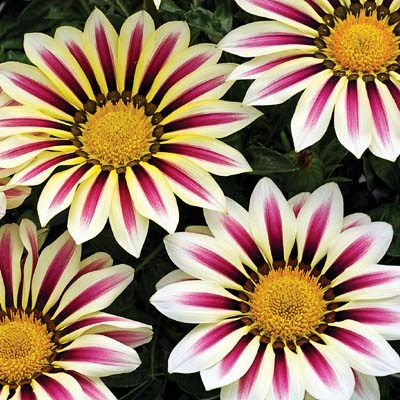 Гацания жестковатая (Gazania rigens F1) Big Kiss White Flame, 50 семян