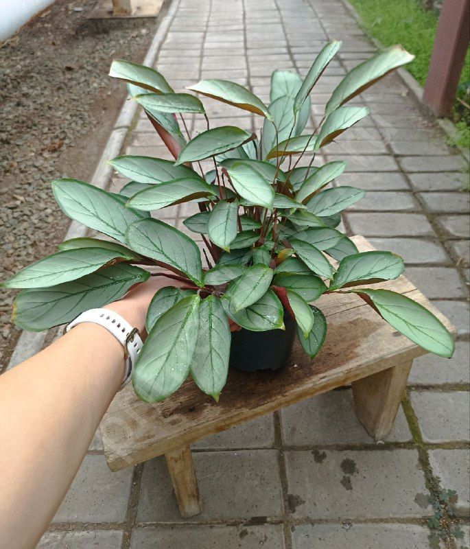 Ктенанта Setosa 'Grey Star'