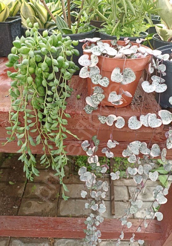 Крестовник роули Каплевидный