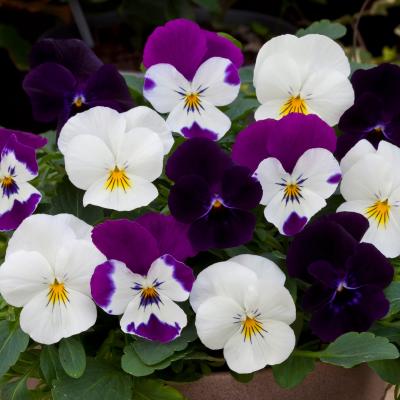 Виола виттрока (Viola wittrockiana) Freefall Moonlight Mix, 50 семян
