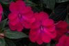 Бальзамин SunPatiens® Compact ROSE GLOW