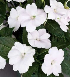 Бальзамин SunPatiens® Compact WHITE