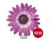 Остеоспермум FlowerPower Lavender Feather