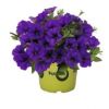 Петуния Potunia Piccola Cobalt Blue