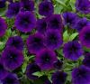 Петуния Littletunia Purple Blue