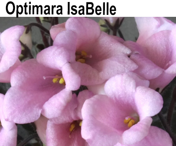 Optimara Isabelle (R. Holtkamp)