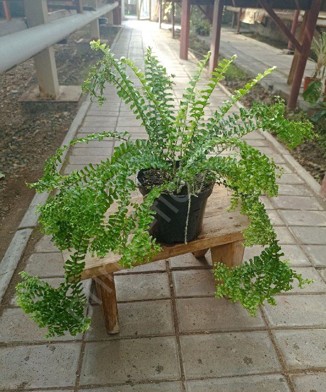 Нефролепис Кордифолия Хэнди ( Nephrolepis cordifolia Handy)