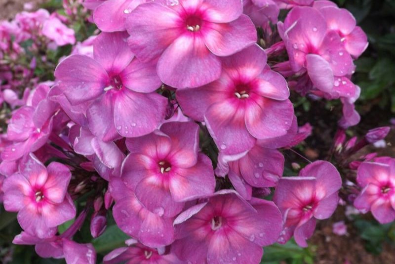 Флокс 'Волшебная лампа' / Phlox 'Volshebnaya lampa'