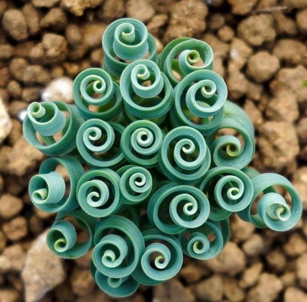 Albuca concordiana (Альбука Конкордиана)