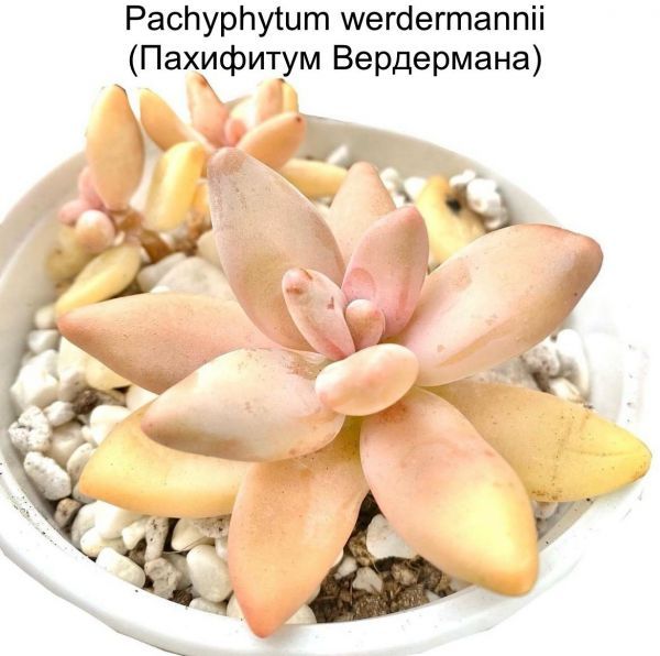 Pachyphytum werdermannii (Пахифитум Вердермана)