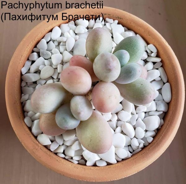 Pachyphytum brachetii (Пахифитум Брачети)