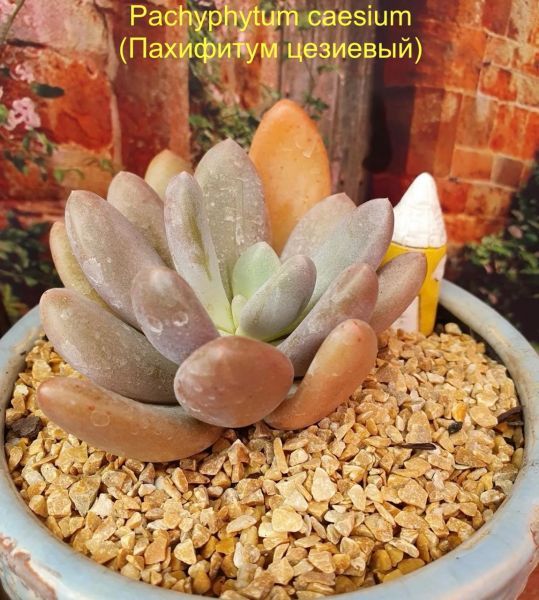 Pachyphytum caesium (Пахифитум цезиевый)