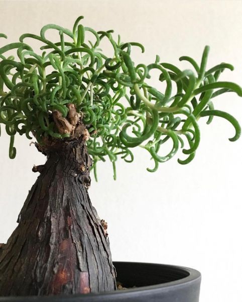 Mestoklema TUBEROSUM - Местоклема Тубероза