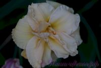 Лилейник 'Икебана Стар' / Hemerocallis 'Ikebana Star'