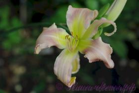 Лилейник 'Джейнс Твистер' / Hemerocallis 'Jan's Twister'