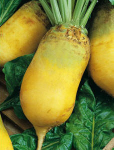 Свёкла кормовая Эккендорфская жёлтая, 25г семян