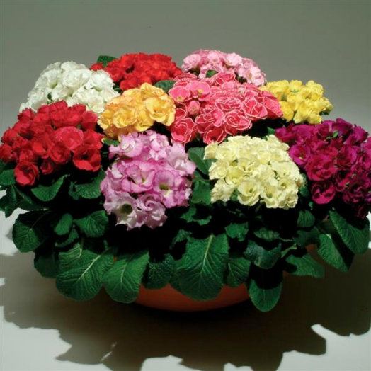 Примула бесстебельная махровая (Primula acaulis) Primlet Mix, 10 семян