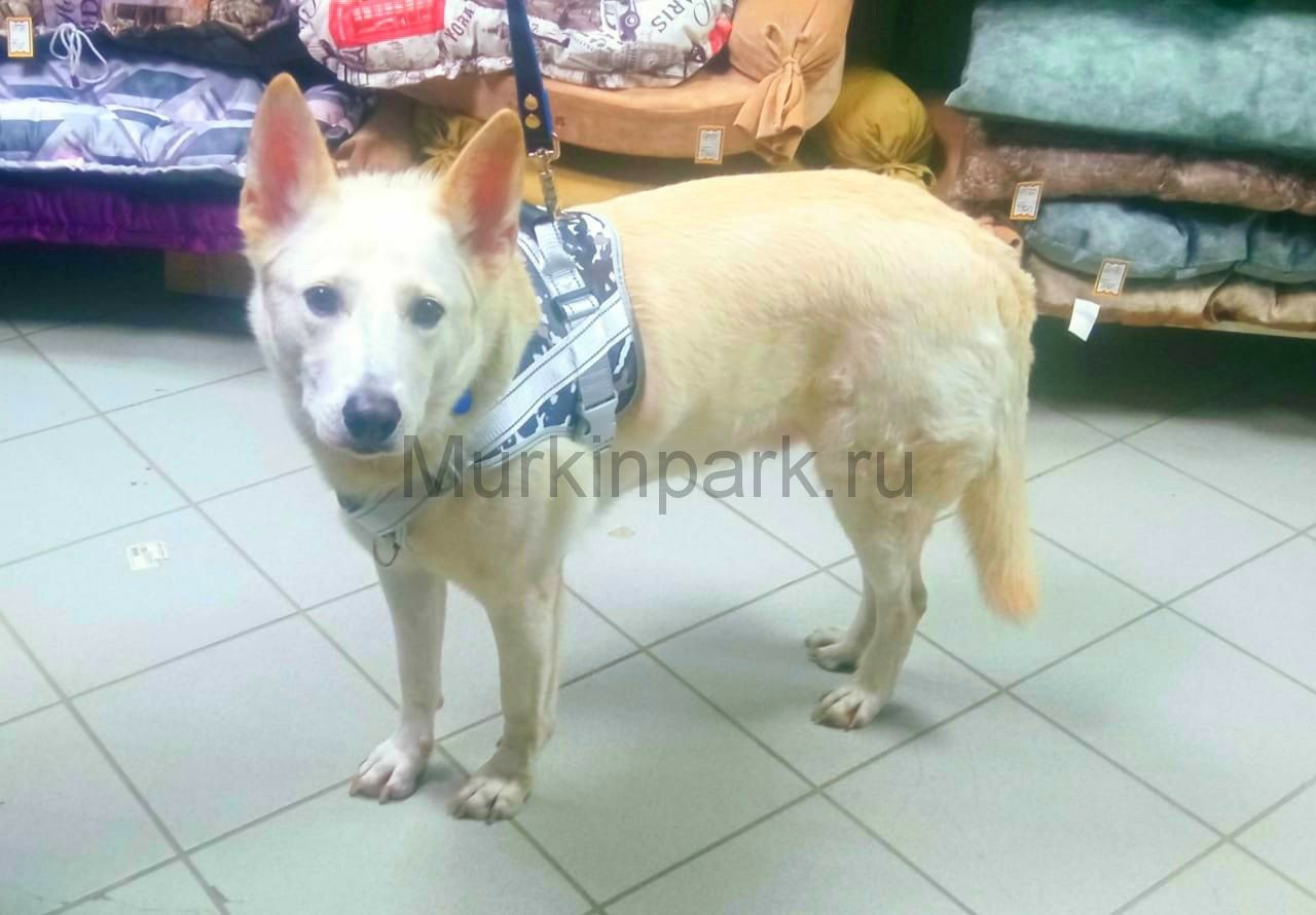 Шлейка серая с желтым