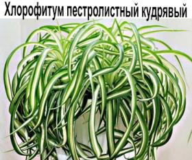 Хлорофитум пестролистный кудрявый