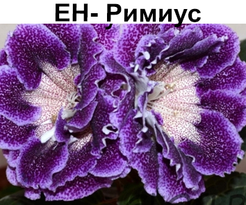 Глоксиния ЕН-Римиус