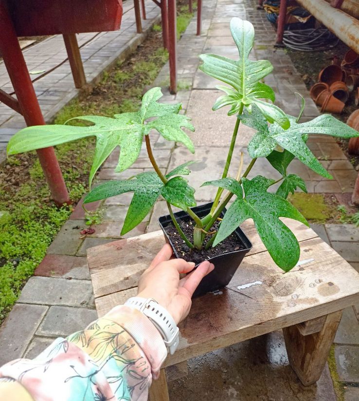 Филодендрон дольчатый