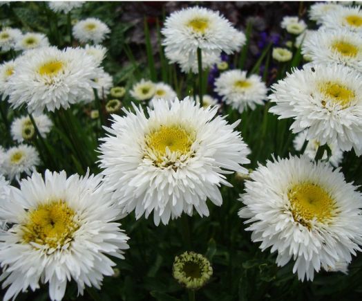 Нивяник (Leucanthemum × superbum) Crazy Daisy, 1г семян