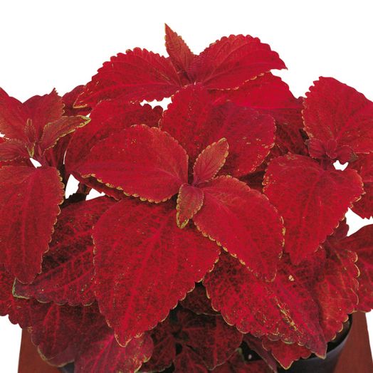 Колеус гибридный (Coleus hybrida) Superfine Rainbow Volcano, 100 семян