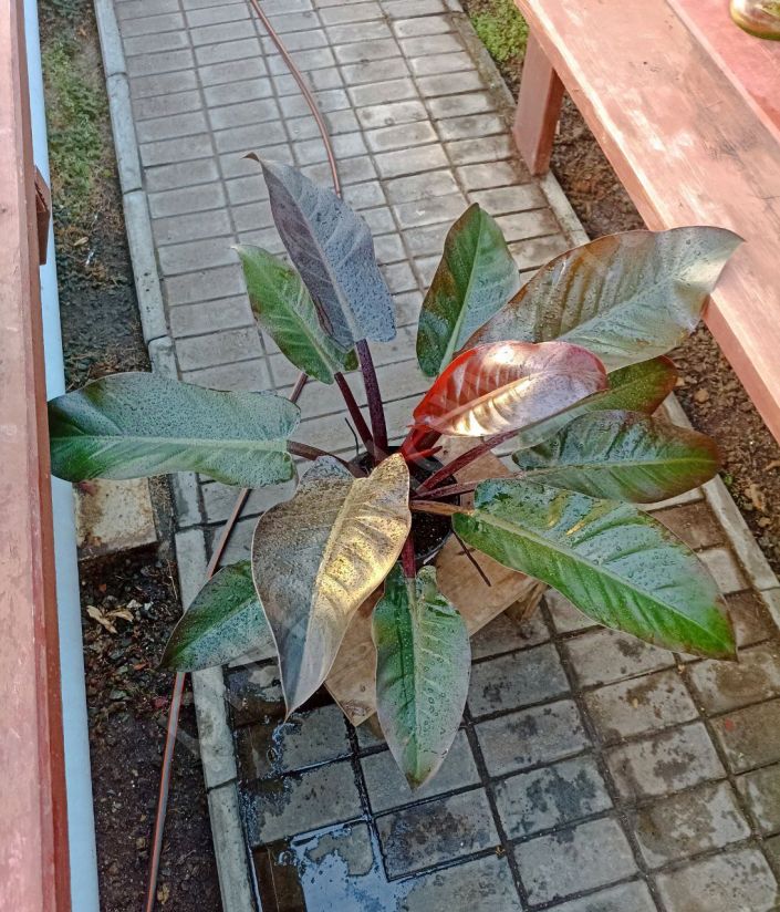 Филодендрон Империал Ред (Philodendron Imperial Red)