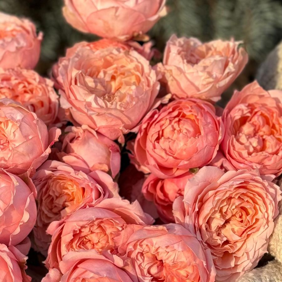 Букет из розовых кустовых пионовидных роз