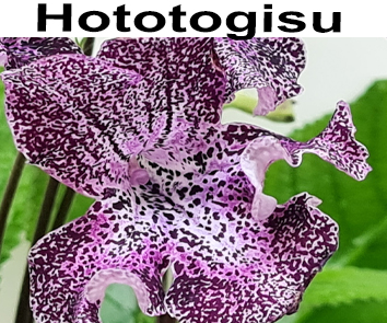 Hototogisu