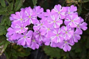 Вербена Lanai Lavender Star