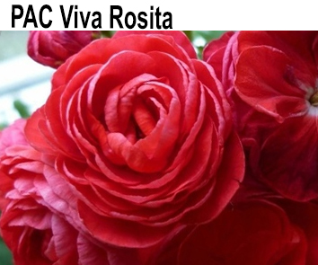 Пеларгония розебудная PAC Viva Rosita