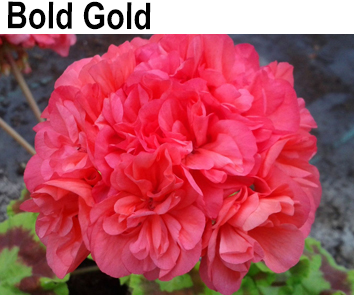 Пеларгония пестролистная Bold Gold