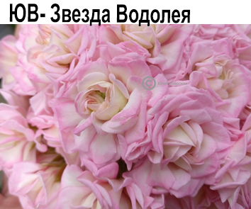 ЮВ-Звезда Водолея