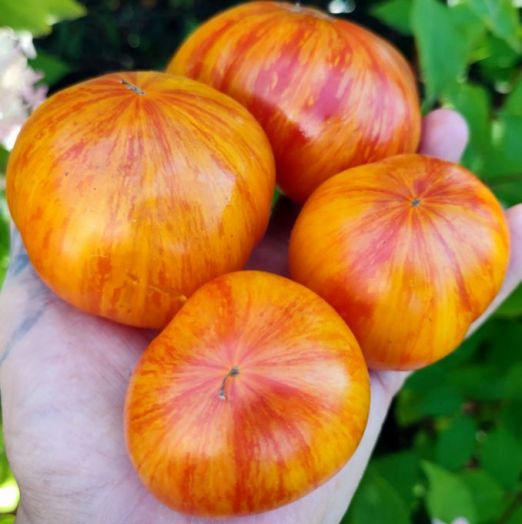 Томат План 9 из открытого космоса, 50шт семян