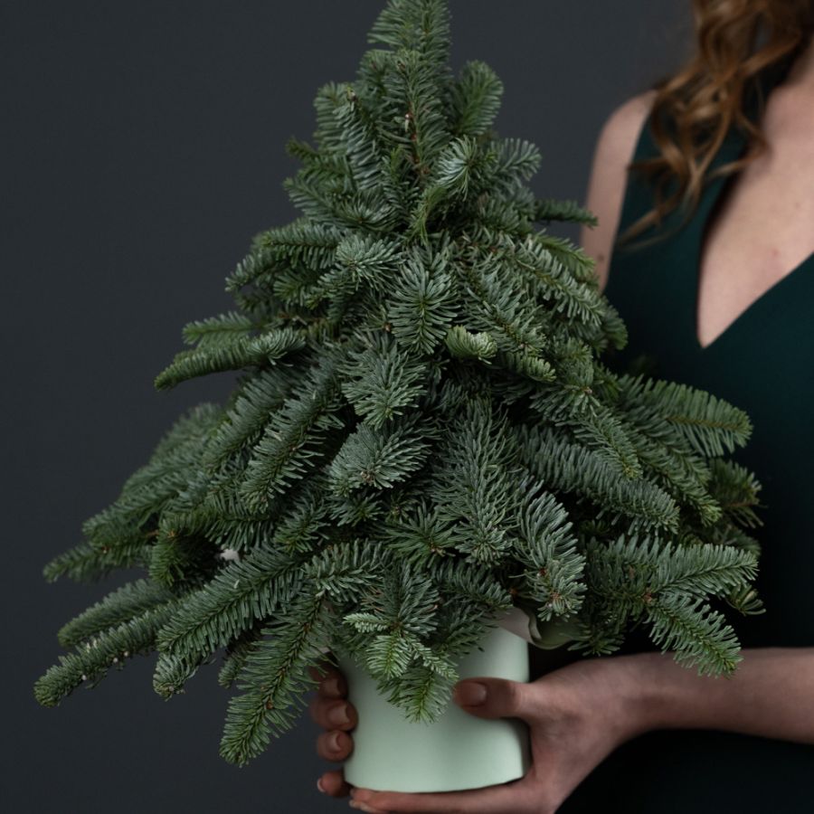 Ёлка из нобилиса без декора