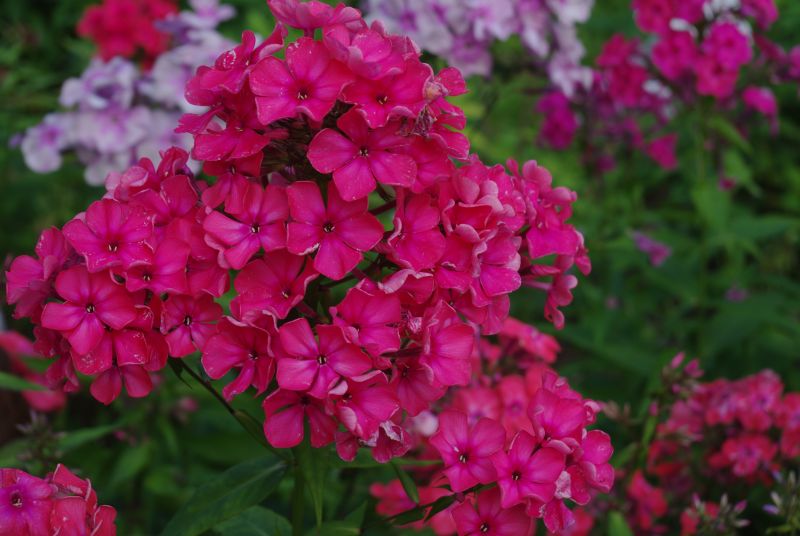 Флокс 'Маргарита' / Phlox 'Margarita'